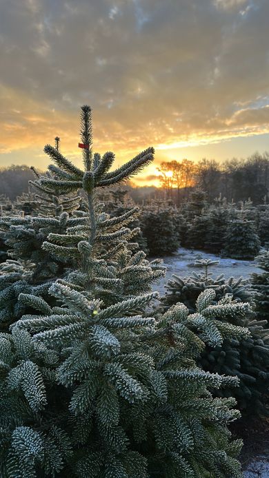 Nordman Fir