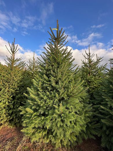Norway Spruce