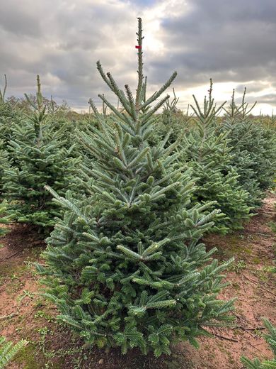 Fraser / Canaan Fir