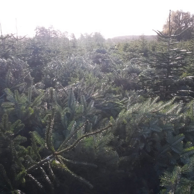 Christmas Tree Plantation