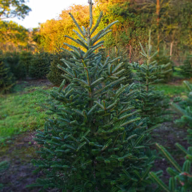 Fraser Fir Christmas Tree Plantation