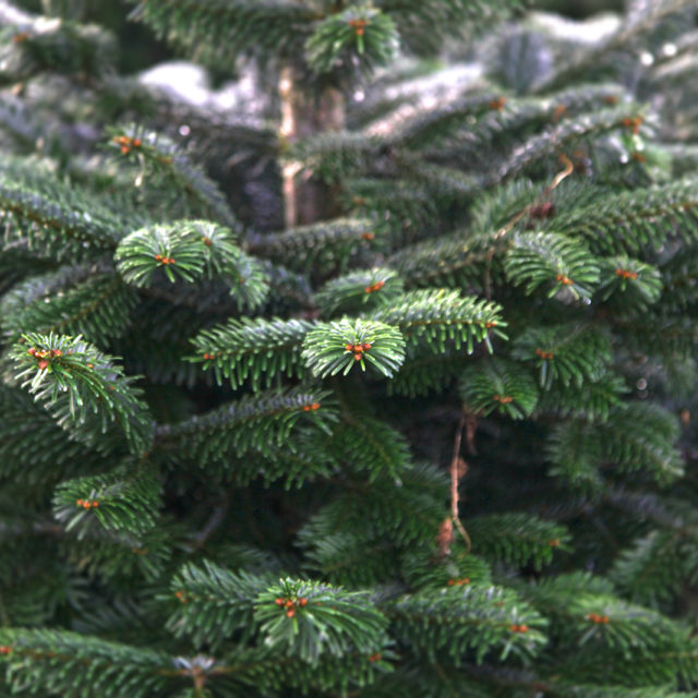 Fraser Fir Christmas Tree Plantation