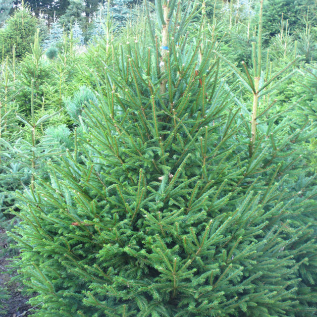 Norway Spruce Tree Plantation